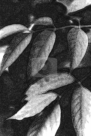 To use this stock image in your creative project, please select the size you need over to the right and click the "Add to Cart" button.
Your downloaded image will come with the Cutcaster watermark removed so don’t worry about the watermark you see on this page. Autumn Leaves 3 stock photo, Autumn Leaves by Miguel Dominguez