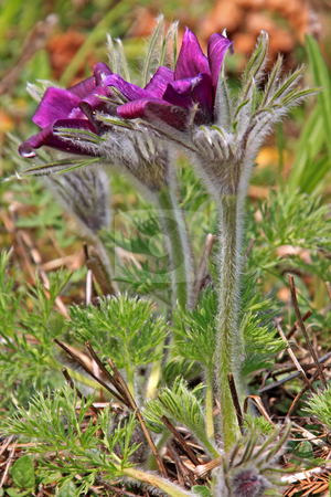 To use this stock image in your creative project, please select the size you need over to the right and click the "Add to Cart" button.
Your downloaded image will come with the Cutcaster watermark removed so don’t worry about the watermark you see on this page. Pasque Flower (Pulsatilla vulgaris) stock photo, Spring with Pasque Flower or Danes Blood;
photographed in Germany near Frankfurt in April 2009 by Manuela Schueler