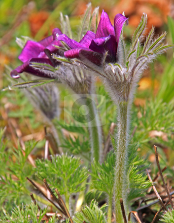 To use this stock image in your creative project, please select the size you need over to the right and click the "Add to Cart" button.
Your downloaded image will come with the Cutcaster watermark removed so don’t worry about the watermark you see on this page. Pasque Flower (Pulsatilla vulgaris) stock photo, Spring with Pasque Flower or Danes Blood;
photographed in Germany near Frankfurt in April 2009 by Manuela Schueler