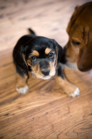 To use this stock image in your creative project, please select the size you need over to the right and click the "Add to Cart" button.
Your downloaded image will come with the Cutcaster watermark removed so don’t worry about the watermark you see on this page. Cute Puppy stock photo, A an adorable puppy getting sniffed by another beagle. by Todd Arena