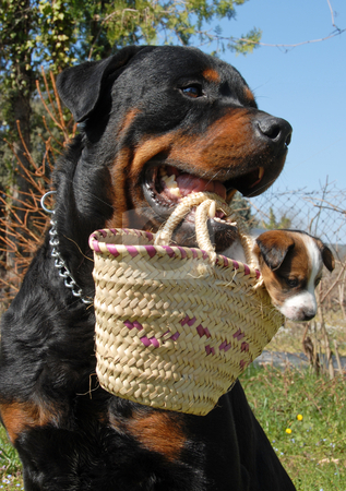 To use this stock image in your creative project, please select the size you need over to the right and click the "Add to Cart" button.
Your downloaded image will come with the Cutcaster watermark removed so don’t worry about the watermark you see on this page. Rottweiler and puppy stock photo, A rottweiler carrying a very young puppy jack russel terrier in a basket by Bonzami Emmanuelle