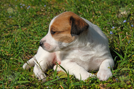 To use this stock image in your creative project, please select the size you need over to the right and click the "Add to Cart" button.
Your downloaded image will come with the Cutcaster watermark removed so don’t worry about the watermark you see on this page. Puppy jack russel terrier stock photo, Puppy purebred jack russel terrier in a garden by Bonzami Emmanuelle