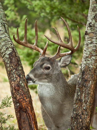 To use this stock image in your creative project, please select the size you need over to the right and click the "Add to Cart" button.
Your downloaded image will come with the Cutcaster watermark removed so don’t worry about the watermark you see on this page. Trophy Whitetail buck at 'rubbing tree' stock photo, Whitetail buck (Codoileus virginianus texanus) by GB Tittle
