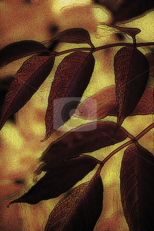 To use this stock image in your creative project, please select the size you need over to the right and click the "Add to Cart" button.
Your downloaded image will come with the Cutcaster watermark removed so don’t worry about the watermark you see on this page. Autumn Leaves stock photo, Autumn Leaves by Miguel Dominguez