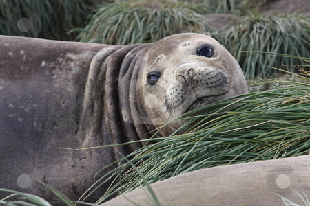 To use this stock image in your creative project, please select the size you need over to the right and click the "Add to Cart" button.
Your downloaded image will come with the Cutcaster watermark removed so don’t worry about the watermark you see on this page. Elephant Seal (Mirounga leonina) stock photo, Elephant Seal lying in Tussock grass, at Gold Harbor, South Georgia Island, Antarctica by Chris Budd