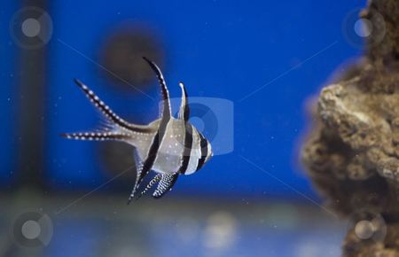 To use this stock image in your creative project, please select the size you need over to the right and click the "Add to Cart" button.
Your downloaded image will come with the Cutcaster watermark removed so don’t worry about the watermark you see on this page. Marine aquarium fish tank stock photo, Tropical animal in a salt water fish tank aquarium under water. Flash light can kill the animals so the photo was taken with available lights and reflectors by Ivan Montero