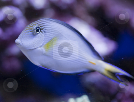 To use this stock image in your creative project, please select the size you need over to the right and click the "Add to Cart" button.
Your downloaded image will come with the Cutcaster watermark removed so don’t worry about the watermark you see on this page. Marine aquarium fish tank stock photo, Tropical animal in a salt water fish tank aquarium under water. Flash light can kill the animals so the photo was taken with available lights and reflectors by Ivan Montero