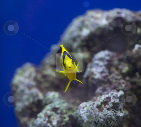 To use this stock image in your creative project, please select the size you need over to the right and click the "Add to Cart" button.
Your downloaded image will come with the Cutcaster watermark removed so don’t worry about the watermark you see on this page. Marine aquarium fish tank stock photo, Tropical animal in a salt water fish tank aquarium under water. Flash light can kill the animals so the photo was taken with available lights and reflectors by Ivan Montero