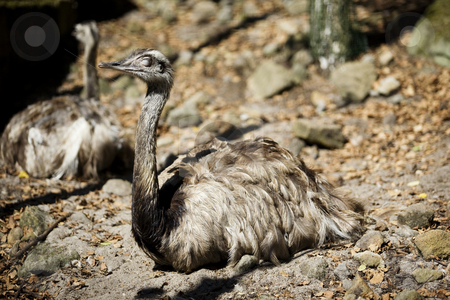 To use this stock image in your creative project, please select the size you need over to the right and click the "Add to Cart" button.
Your downloaded image will come with the Cutcaster watermark removed so don’t worry about the watermark you see on this page. Sleeping bird stock photo, Emus relaxing with autumn sunshine by Tom P.