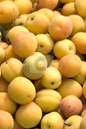 To use this stock image in your creative project, please select the size you need over to the right and click the "Add to Cart" button.
Your downloaded image will come with the Cutcaster watermark removed so don’t worry about the watermark you see on this page. Apricots stock photo, by Stefan Franz