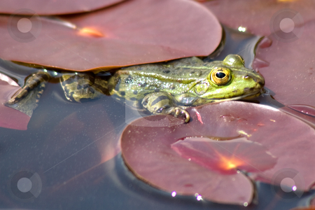 To use this stock image in your creative project, please select the size you need over to the right and click the "Add to Cart" button.
Your downloaded image will come with the Cutcaster watermark removed so don’t worry about the watermark you see on this page. Frog stock photo, Green frog lying in the water of a pond by Stefan Franz