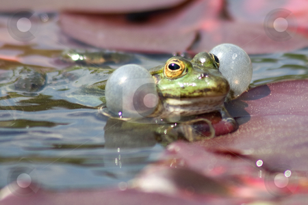 To use this stock image in your creative project, please select the size you need over to the right and click the "Add to Cart" button.
Your downloaded image will come with the Cutcaster watermark removed so don’t worry about the watermark you see on this page. Frog stock photo, by Stefan Franz