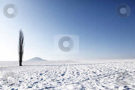 To use this stock image in your creative project, please select the size you need over to the right and click the "Add to Cart" button.
Your downloaded image will come with the Cutcaster watermark removed so don’t worry about the watermark you see on this page. Landscape stock photo, Winter landscape with high tree alone by Tom P.