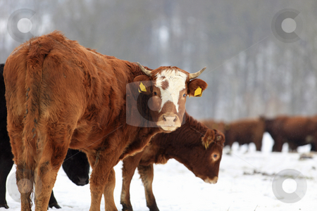 To use this stock image in your creative project, please select the size you need over to the right and click the "Add to Cart" button.
Your downloaded image will come with the Cutcaster watermark removed so don’t worry about the watermark you see on this page. Cows and snow stock photo, Farm animal in winter scenery by Tom P.