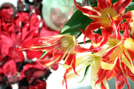 To use this stock image in your creative project, please select the size you need over to the right and click the "Add to Cart" button.
Your downloaded image will come with the Cutcaster watermark removed so don’t worry about the watermark you see on this page. Tulips stock photo, In a vase there is a bouquet of tulips at a window by Aleksandr GAvrilov
