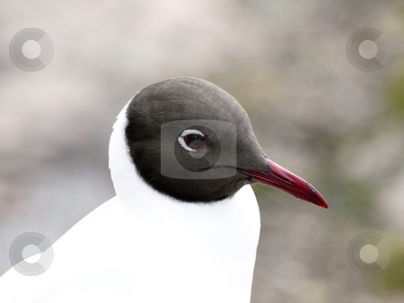 To use this stock image in your creative project, please select the size you need over to the right and click the "Add to Cart" button.
Your downloaded image will come with the Cutcaster watermark removed so don’t worry about the watermark you see on this page. Black-headed Gull, larus ridibundus, stock photo, Portrait of a seagull by Lars Kastilan