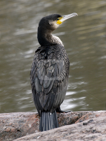 To use this stock image in your creative project, please select the size you need over to the right and click the "Add to Cart" button.
Your downloaded image will come with the Cutcaster watermark removed so don’t worry about the watermark you see on this page. Cormorant stock photo, A cormorant on a cliff by Lars Kastilan