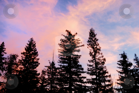 To use this stock image in your creative project, please select the size you need over to the right and click the "Add to Cart" button.
Your downloaded image will come with the Cutcaster watermark removed so don’t worry about the watermark you see on this page. Purple Clouds at Sunset Above Trees Silhouettes stock photo, Purple clouds at sunset above tree silhouettes by Denis Radovanovic