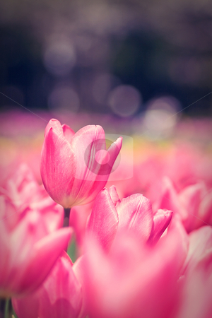 To use this stock image in your creative project, please select the size you need over to the right and click the "Add to Cart" button.
Your downloaded image will come with the Cutcaster watermark removed so don’t worry about the watermark you see on this page. Tulip stock photo, by Tomo Photography