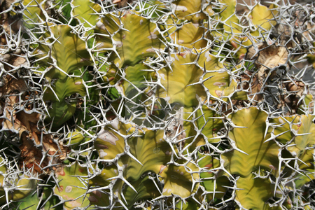 To use this stock image in your creative project, please select the size you need over to the right and click the "Add to Cart" button.
Your downloaded image will come with the Cutcaster watermark removed so don’t worry about the watermark you see on this page. Very Thorny Cactus stock photo, Bed of thorns on a cactus - ugly but fascinating too by Helen Shorey