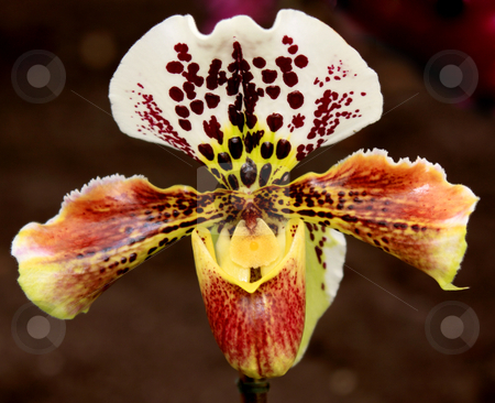 To use this stock image in your creative project, please select the size you need over to the right and click the "Add to Cart" button.
Your downloaded image will come with the Cutcaster watermark removed so don’t worry about the watermark you see on this page. Paphiopedilum Orchid stock photo, Paphiopedilum Orchid photographed in Frankfurt, Hessen, Germany by Manuela Schueler