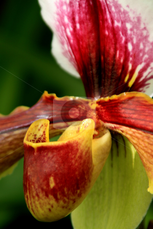 To use this stock image in your creative project, please select the size you need over to the right and click the "Add to Cart" button.
Your downloaded image will come with the Cutcaster watermark removed so don’t worry about the watermark you see on this page. Paphiopedilum Orchid stock photo, Paphiopedilum Orchid photographed in Frankfurt, Hessen, Germany by Manuela Schueler