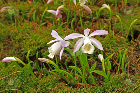 To use this stock image in your creative project, please select the size you need over to the right and click the "Add to Cart" button.
Your downloaded image will come with the Cutcaster watermark removed so don’t worry about the watermark you see on this page. Japan orchid (Pleione formosana) stock photo, Japan orchid (Pleione formosana);
photographed in germany near Frankfurt Main in April 2009 by Manuela Schueler