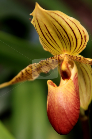 To use this stock image in your creative project, please select the size you need over to the right and click the "Add to Cart" button.
Your downloaded image will come with the Cutcaster watermark removed so don’t worry about the watermark you see on this page. Paphiopedilum Orchid stock photo, Paphiopedilum Orchid photographed in Frankfurt, Hessen, Germany by Manuela Schueler