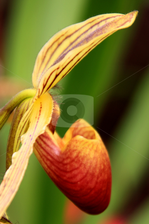To use this stock image in your creative project, please select the size you need over to the right and click the "Add to Cart" button.
Your downloaded image will come with the Cutcaster watermark removed so don’t worry about the watermark you see on this page. Paphiopedilum Orchid stock photo, Paphiopedilum Orchid photographed in Frankfurt, Hessen, Germany by Manuela Schueler