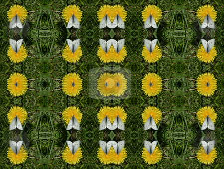 To use this stock image in your creative project, please select the size you need over to the right and click the "Add to Cart" button.
Your downloaded image will come with the Cutcaster watermark removed so don’t worry about the watermark you see on this page. White Butterfly (Background Pattern) stock photo, White Butterfly (Background Pattern), white butterfly on dandelion, repeating pattern. by Dazz Lee Photography