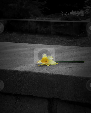 To use this stock image in your creative project, please select the size you need over to the right and click the "Add to Cart" button.
Your downloaded image will come with the Cutcaster watermark removed so don’t worry about the watermark you see on this page. Daffodil stock photo, Daffodil (in color) Setting upon a concrete ledge. Rest of image is in greyscale. by Dazz Lee Photography