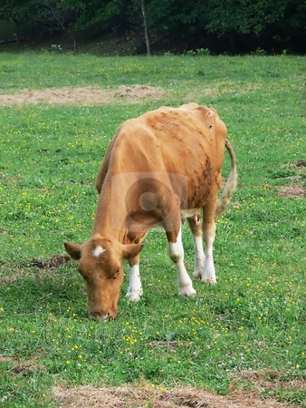 To use this stock image in your creative project, please select the size you need over to the right and click the "Add to Cart" button.
Your downloaded image will come with the Cutcaster watermark removed so don’t worry about the watermark you see on this page. Young cow stock photo, A young cow on the field eating grass alone. by Horst Petzold