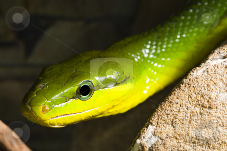 To use this stock image in your creative project, please select the size you need over to the right and click the "Add to Cart" button.
Your downloaded image will come with the Cutcaster watermark removed so don’t worry about the watermark you see on this page. Red Tailed Racer stock photo, Red Tailed Racer (Gonyosoma oxycephala) - detail of head by Petr Koudelka