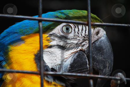 To use this stock image in your creative project, please select the size you need over to the right and click the "Add to Cart" button.
Your downloaded image will come with the Cutcaster watermark removed so don’t worry about the watermark you see on this page. Parrot stock photo, by Sarka