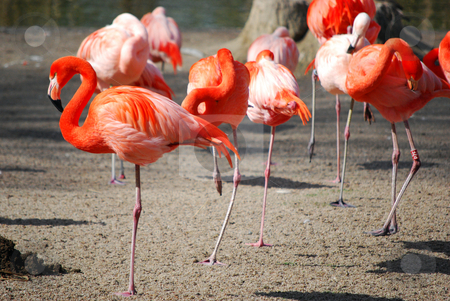 To use this stock image in your creative project, please select the size you need over to the right and click the "Add to Cart" button.
Your downloaded image will come with the Cutcaster watermark removed so don’t worry about the watermark you see on this page. Flamingos stock photo, by Sarka