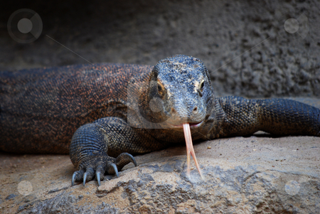 To use this stock image in your creative project, please select the size you need over to the right and click the "Add to Cart" button.
Your downloaded image will come with the Cutcaster watermark removed so don’t worry about the watermark you see on this page. Dragon lizard stock photo, by Sarka