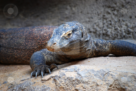 To use this stock image in your creative project, please select the size you need over to the right and click the "Add to Cart" button.
Your downloaded image will come with the Cutcaster watermark removed so don’t worry about the watermark you see on this page. Dragon lizard stock photo, by Sarka
