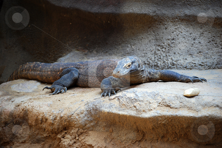 To use this stock image in your creative project, please select the size you need over to the right and click the "Add to Cart" button.
Your downloaded image will come with the Cutcaster watermark removed so don’t worry about the watermark you see on this page. Dragon lizard stock photo, by Sarka
