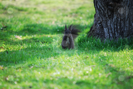 To use this stock image in your creative project, please select the size you need over to the right and click the "Add to Cart" button.
Your downloaded image will come with the Cutcaster watermark removed so don’t worry about the watermark you see on this page. Squirrel stock photo, by Sarka