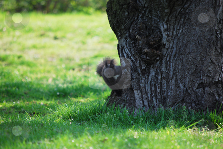 To use this stock image in your creative project, please select the size you need over to the right and click the "Add to Cart" button.
Your downloaded image will come with the Cutcaster watermark removed so don’t worry about the watermark you see on this page. Squirrel stock photo, by Sarka