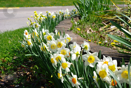 To use this stock image in your creative project, please select the size you need over to the right and click the "Add to Cart" button.
Your downloaded image will come with the Cutcaster watermark removed so don’t worry about the watermark you see on this page. Curbside Flowers stock photo, Flowers planted at the entrance to a subdivision add a springtime welcome home by Sandra Fann