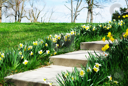 To use this stock image in your creative project, please select the size you need over to the right and click the "Add to Cart" button.
Your downloaded image will come with the Cutcaster watermark removed so don’t worry about the watermark you see on this page. Sidewalk flowers stock photo, Rows of yellow jonquils, better known as Easter flowers, welcome family and guests by Sandra Fann