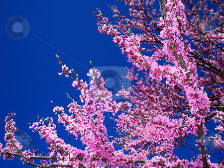 To use this stock image in your creative project, please select the size you need over to the right and click the "Add to Cart" button.
Your downloaded image will come with the Cutcaster watermark removed so don’t worry about the watermark you see on this page. Beautiful Redbud stock photo, Redbud trees bloom in the spring after the pear trees and before the dogwoods, giving a burst of vibrant color against the blue spring sky by Sandra Fann