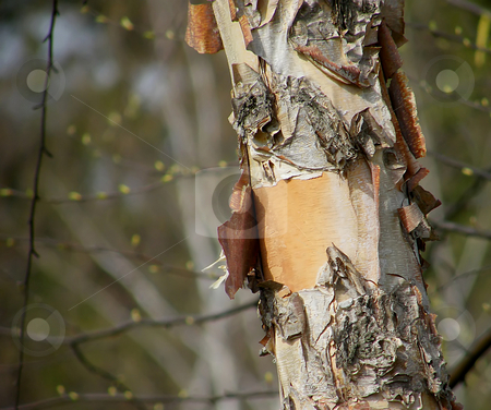 To use this stock image in your creative project, please select the size you need over to the right and click the "Add to Cart" button.
Your downloaded image will come with the Cutcaster watermark removed so don’t worry about the watermark you see on this page. Birch Tree Trunk with Peeling Bark stock photo, Birch Tree Trunk with Peeling Bark (close up) by Dazz Lee Photography