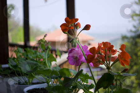 To use this stock image in your creative project, please select the size you need over to the right and click the "Add to Cart" button.
Your downloaded image will come with the Cutcaster watermark removed so don’t worry about the watermark you see on this page. Flowers on a balcony stock photo, Pelargonium flowers on a balcony with distance house and nature view by Desislava Dimitrova