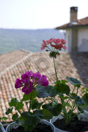 To use this stock image in your creative project, please select the size you need over to the right and click the "Add to Cart" button.
Your downloaded image will come with the Cutcaster watermark removed so don’t worry about the watermark you see on this page. Flowers on a balcony stock photo, Pelargonium flowers on a balcony with distance house and nature view by Desislava Dimitrova
