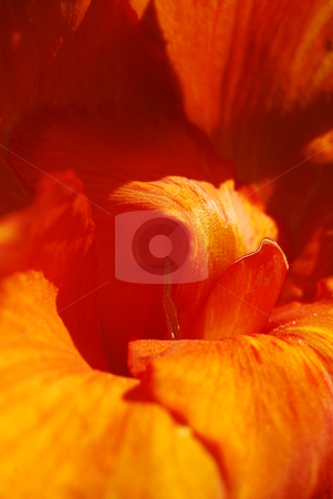 To use this stock image in your creative project, please select the size you need over to the right and click the "Add to Cart" button.
Your downloaded image will come with the Cutcaster watermark removed so don’t worry about the watermark you see on this page. Orange flower stock photo, Detail of an orange gladiola by Diana Hartmann