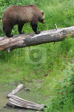 To use this stock image in your creative project, please select the size you need over to the right and click the "Add to Cart" button.
Your downloaded image will come with the Cutcaster watermark removed so don’t worry about the watermark you see on this page. Spanning the Creek stock photo, Brown Bear/Grizzly crossing a dry creek bed via a fallen log. by Rick Parsons