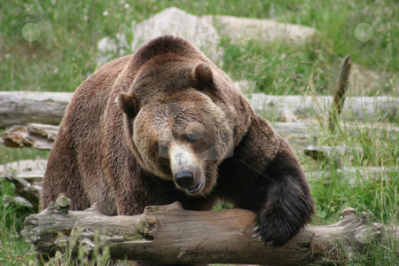 To use this stock image in your creative project, please select the size you need over to the right and click the "Add to Cart" button.
Your downloaded image will come with the Cutcaster watermark removed so don’t worry about the watermark you see on this page. Massive Brown Bear stock photo, A very large brown bear makes its way over a fallen log. by Rick Parsons