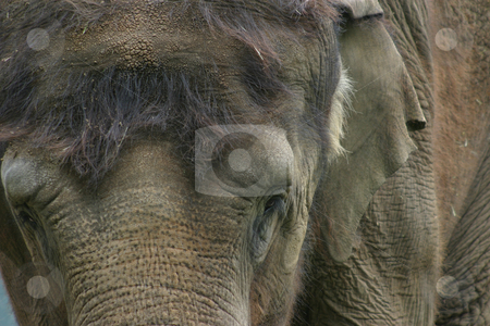To use this stock image in your creative project, please select the size you need over to the right and click the "Add to Cart" button.
Your downloaded image will come with the Cutcaster watermark removed so don’t worry about the watermark you see on this page. Portrait of an Indian Elephant stock photo, Indian Elephant, close-up portrait by Rick Parsons